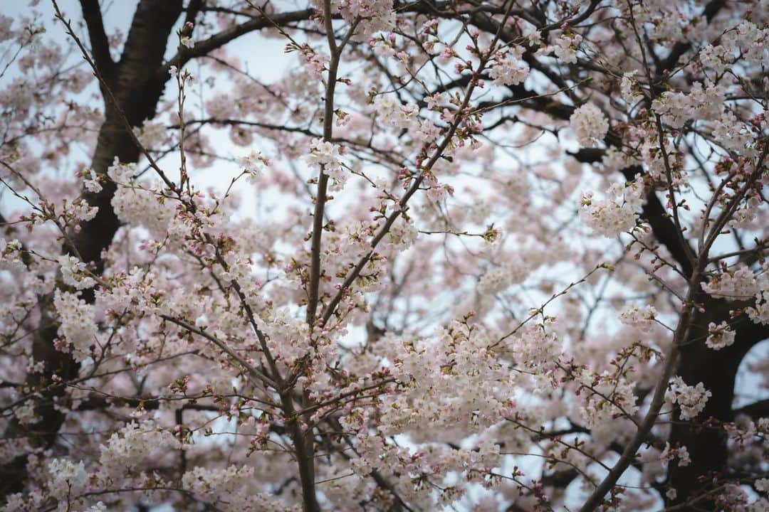 三浦貴大のインスタグラム：「＿ おさくら」