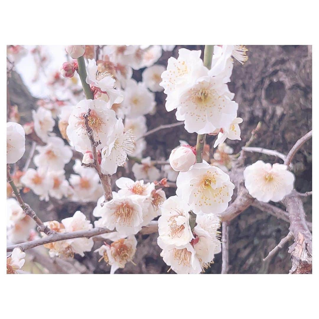 山崎エリイさんのインスタグラム写真 - (山崎エリイInstagram)「ㅤㅤㅤㅤㅤㅤㅤㅤㅤㅤㅤㅤㅤㅤㅤㅤㅤㅤㅤㅤㅤㅤㅤㅤㅤㅤㅤㅤㅤㅤㅤㅤㅤㅤㅤㅤㅤㅤㅤ 🌸🌸🌸  #春ですね✨ #お花見したい」3月28日 18時24分 - erii_yamazaki