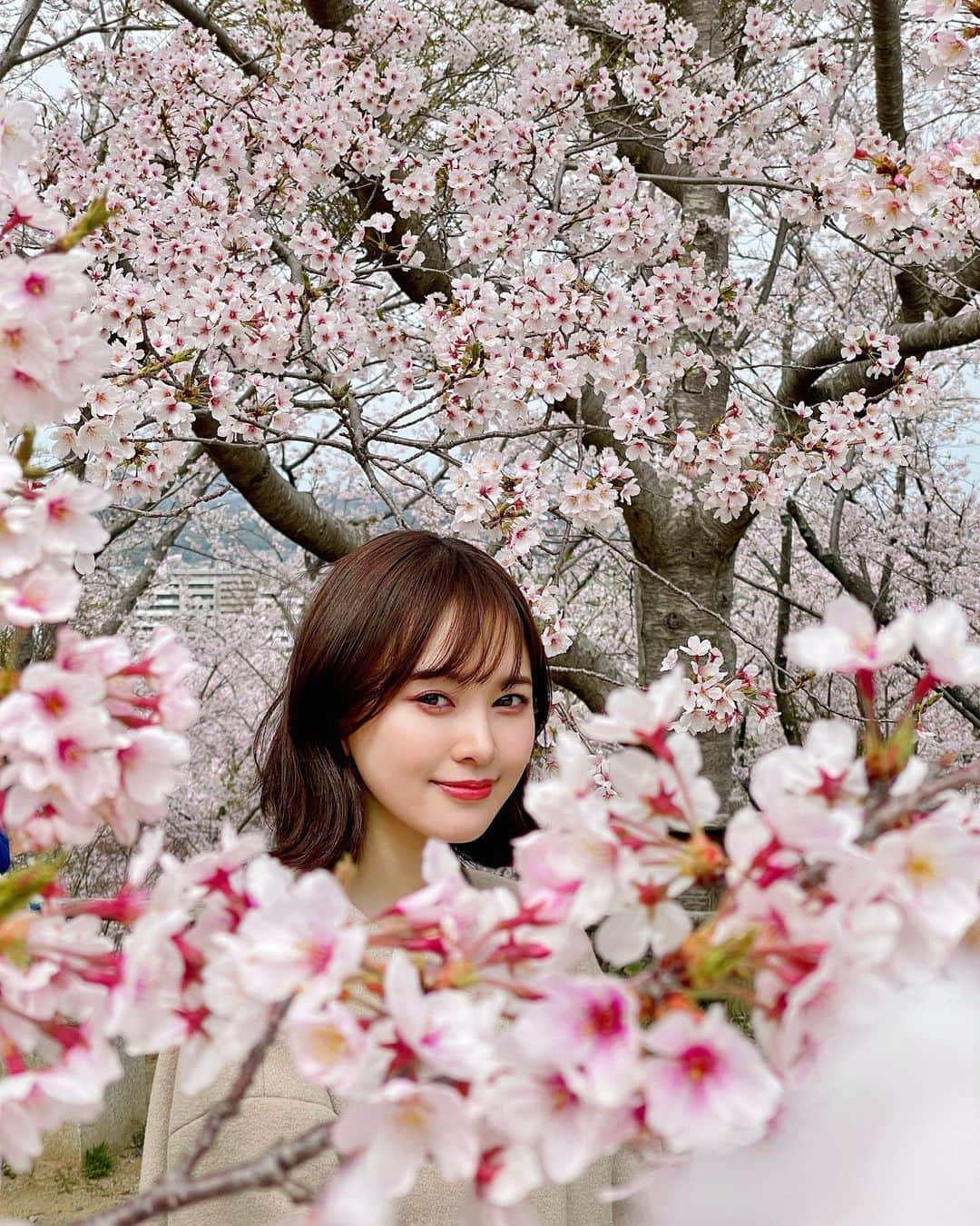 兒玉遥さんのインスタグラム写真 - (兒玉遥Instagram)「福岡は桜が満開でした🌸  このような世の中ではありますが、桜の花が優しく、力強く、あまりにも綺麗に咲いていて元気をもらえました。  本当に本当に美しくて圧巻でした👏  #桜 #お花見 #🌸」3月28日 18時54分 - haruka_kodama919