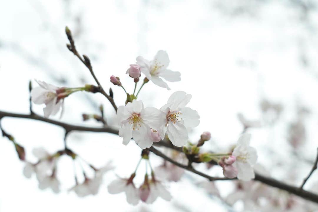 相沢菜々子さんのインスタグラム写真 - (相沢菜々子Instagram)「蕾はピンクなんだねぇ」3月28日 19時10分 - nanako_aizawa