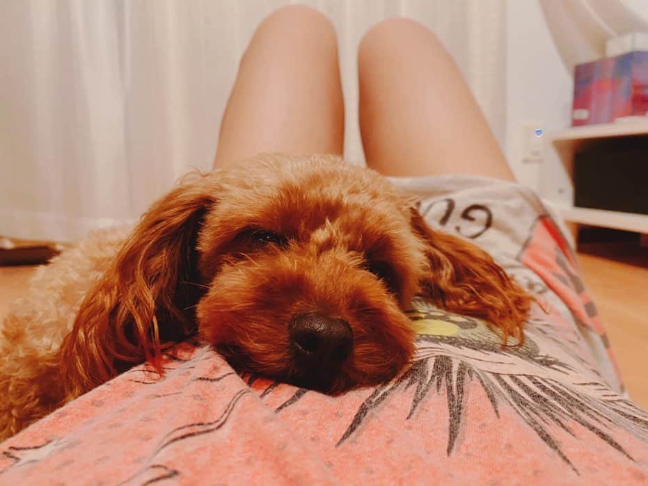 Arimeのインスタグラム：「ストレッチ中、邪魔しにきて... そして、ねた♡  ＃ストレッチ#といぷーどる #toypoodle #okinawa #沖縄 #撮影  #mybaby #可愛い#arime#fantasy」