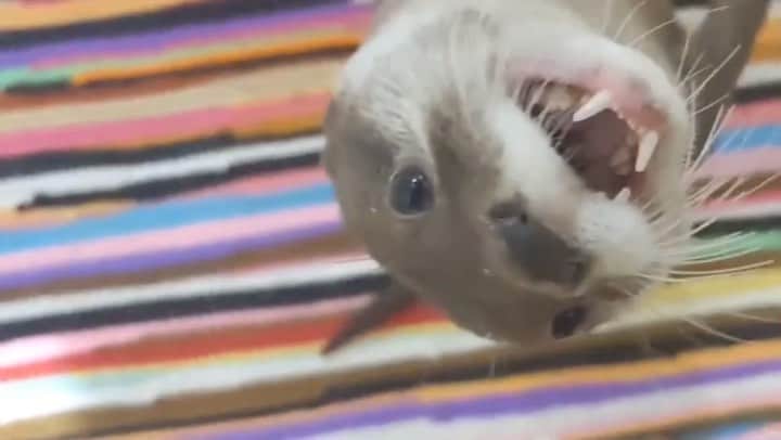 のインスタグラム：「機嫌が悪い時のカワウソちぃたん　Otter Chiitan when in a bad mood」