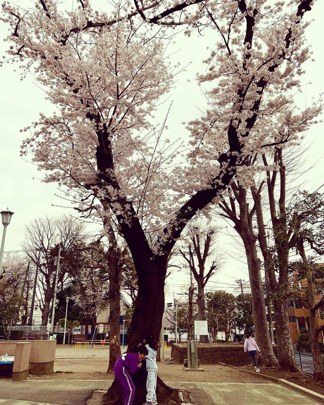 西山茉希さんのインスタグラム写真 - (西山茉希Instagram)「親としての公園の過ごし方が、 8年経ってもわからぬまま。  #いつの間にか教わる側 #鉄棒先生 #ちびパンさん  『ママ小さい時は逆上がりできたの？』ってちびちびさんに聞かれた帰り道。  『ママは逆上がれた時無いよっ😊』って、笑い飛ばしてみた日。  #坂上がるセンスよ #降臨せよ #😣😫😭  ハートの桜、みっけ🌸❤️🌸」3月28日 20時28分 - maki.nshiyama50