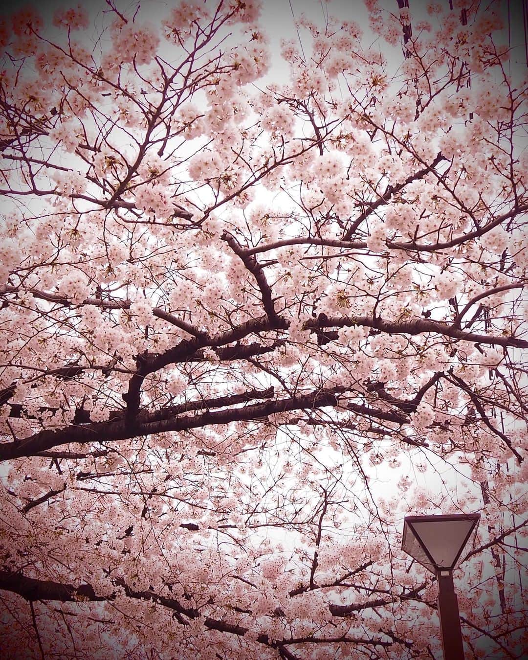 宇原雄飛さんのインスタグラム写真 - (宇原雄飛Instagram)「🌸   #おすそわけ   #桜」3月28日 20時35分 - yuhi_uhara_official