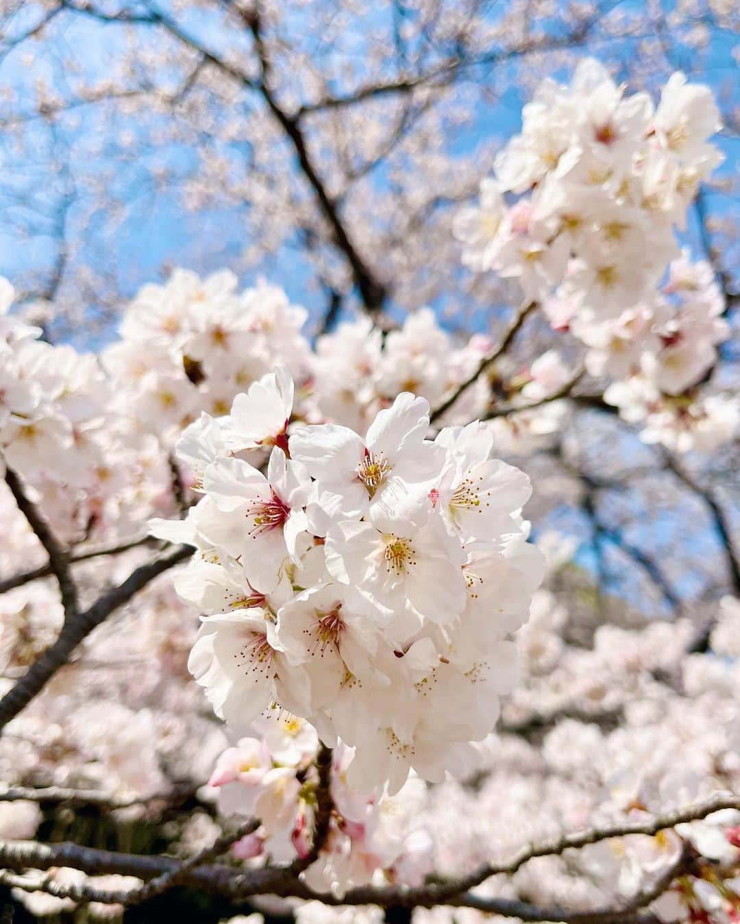 田原可南子さんのインスタグラム写真 - (田原可南子Instagram)「満開の桜ちゃんと見れて嬉しい☺️🌸」3月28日 21時38分 - kanakotahara