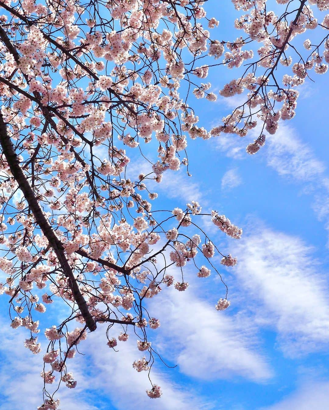 大寺かおりさんのインスタグラム写真 - (大寺かおりInstagram)「我が家の桜も満開🌸 買ってきた日はほぼ蕾だったのに 3日で満開に☺️ . 寄り道して歩きながら楽しむ桜も どこも満開で綺麗でした🌸 春ですね〜☺️💕 . #桜 #初めまして桜さん #お花見散歩 #photo #spring」3月28日 21時45分 - kaori_ootera