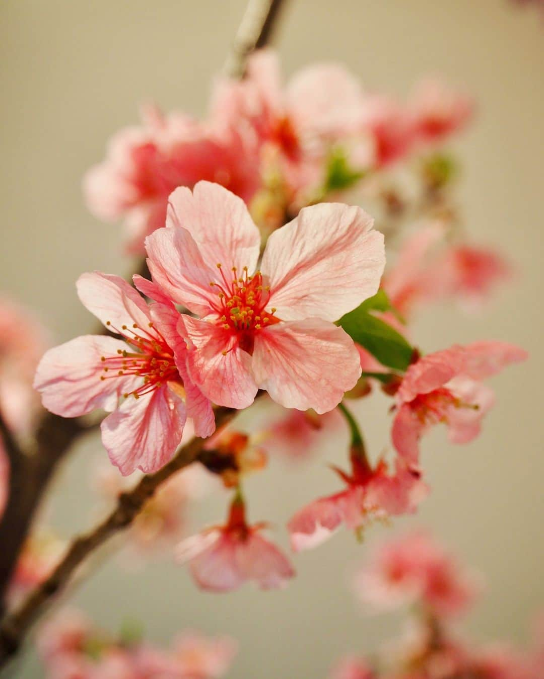 大寺かおりさんのインスタグラム写真 - (大寺かおりInstagram)「我が家の桜も満開🌸 買ってきた日はほぼ蕾だったのに 3日で満開に☺️ . 寄り道して歩きながら楽しむ桜も どこも満開で綺麗でした🌸 春ですね〜☺️💕 . #桜 #初めまして桜さん #お花見散歩 #photo #spring」3月28日 21時45分 - kaori_ootera