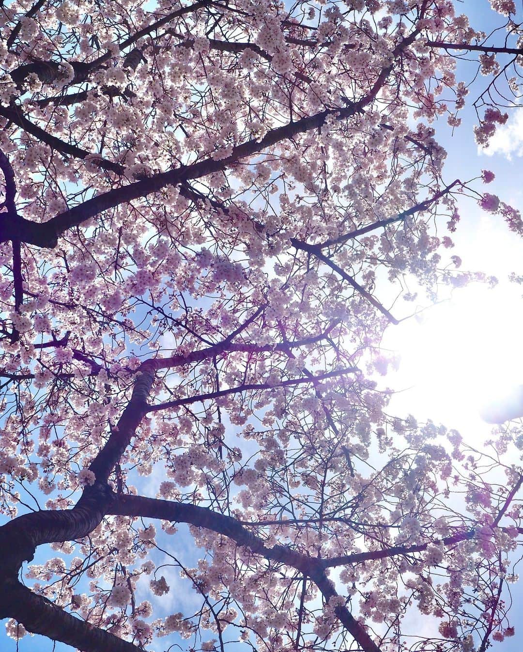 大寺かおりさんのインスタグラム写真 - (大寺かおりInstagram)「我が家の桜も満開🌸 買ってきた日はほぼ蕾だったのに 3日で満開に☺️ . 寄り道して歩きながら楽しむ桜も どこも満開で綺麗でした🌸 春ですね〜☺️💕 . #桜 #初めまして桜さん #お花見散歩 #photo #spring」3月28日 21時45分 - kaori_ootera