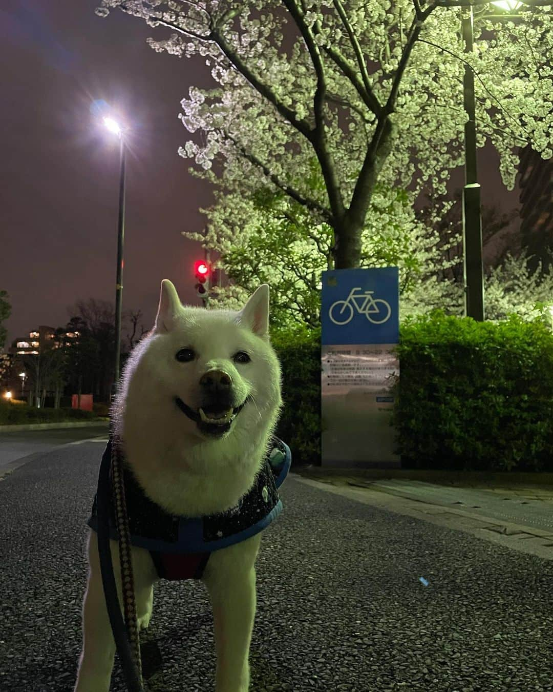 Jacknomamaさんのインスタグラム写真 - (JacknomamaInstagram)「今晩は〜🤗💞  今夜のpic 🌸🎶夜桜ジャック🌸  #夜桜 #ほぼ満開 #花とオジサン #花よりだんご🍡 #白柴ジャック #しばいぬだいすき  #シニア犬 #花の命はみじかくて #ママの足もみじかくて」3月28日 21時48分 - siroshiba