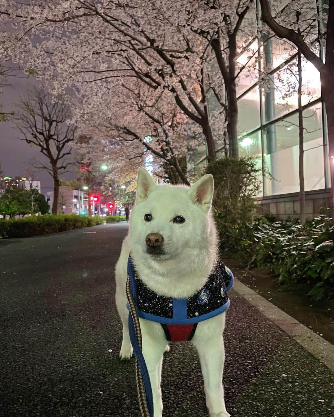 Jacknomamaのインスタグラム：「今晩は〜🤗💞  今夜のpic 🌸🎶夜桜ジャック🌸  #夜桜 #ほぼ満開 #花とオジサン #花よりだんご🍡 #白柴ジャック #しばいぬだいすき  #シニア犬 #花の命はみじかくて #ママの足もみじかくて」