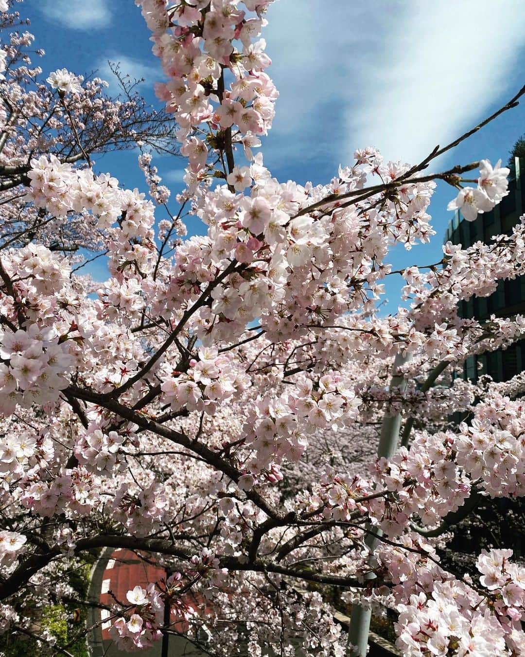 伊藤千晃のインスタグラム：「本当に綺麗🌸 ⁡ こんなにも人の気持ちを幸せにできる桜って凄いよね☺️ ⁡ #桜  #sakura」