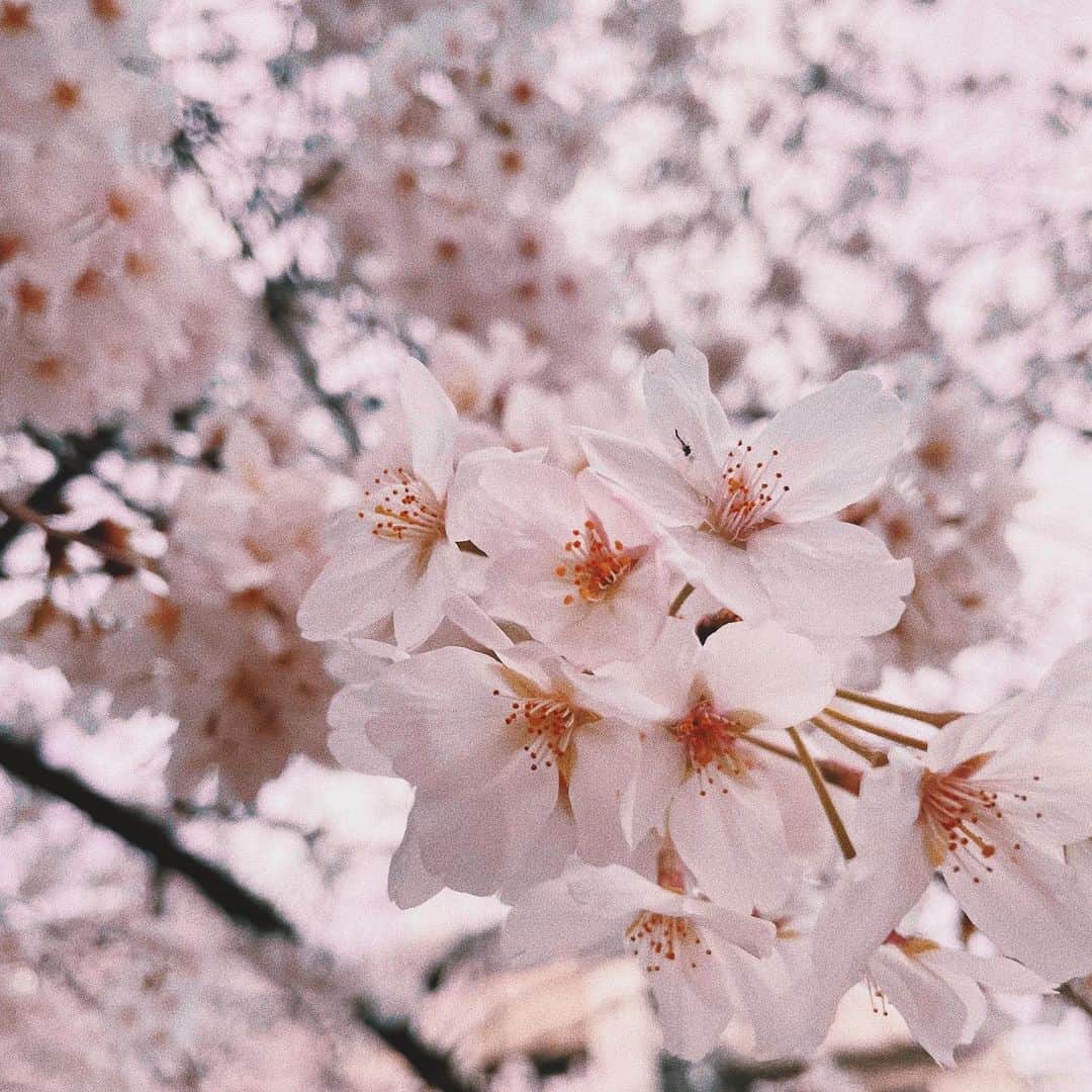 竹内アンナのインスタグラム：「春のおすそ分け🌸」