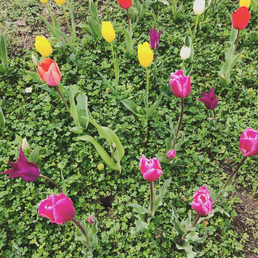 真瀬はるかさんのインスタグラム写真 - (真瀬はるかInstagram)「【大好きな季節🌸】  そんなわけで 春を集めに行ってまいりました✨  #癒し #1番好きな季節 #春を集める #1番好きなお花は桜 #真瀬はるか」3月28日 22時25分 - harukamanase_official