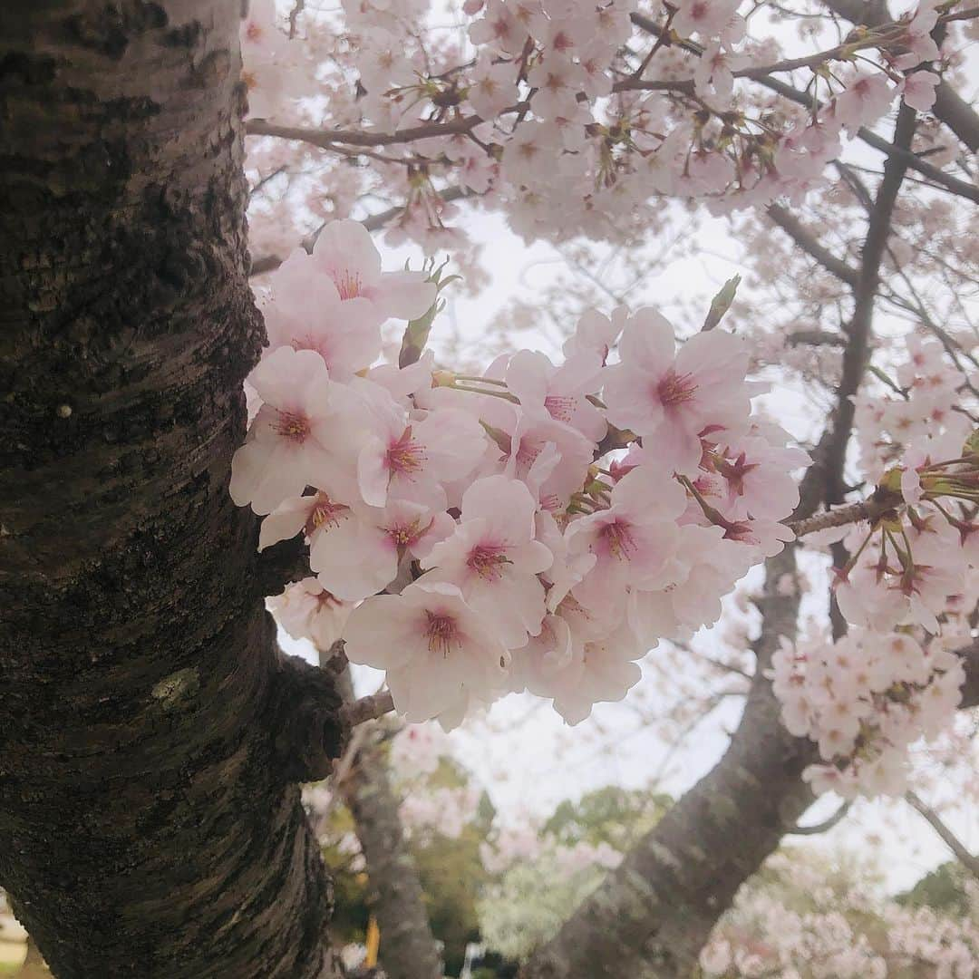 真瀬はるかさんのインスタグラム写真 - (真瀬はるかInstagram)「【大好きな季節🌸】  そんなわけで 春を集めに行ってまいりました✨  #癒し #1番好きな季節 #春を集める #1番好きなお花は桜 #真瀬はるか」3月28日 22時25分 - harukamanase_official