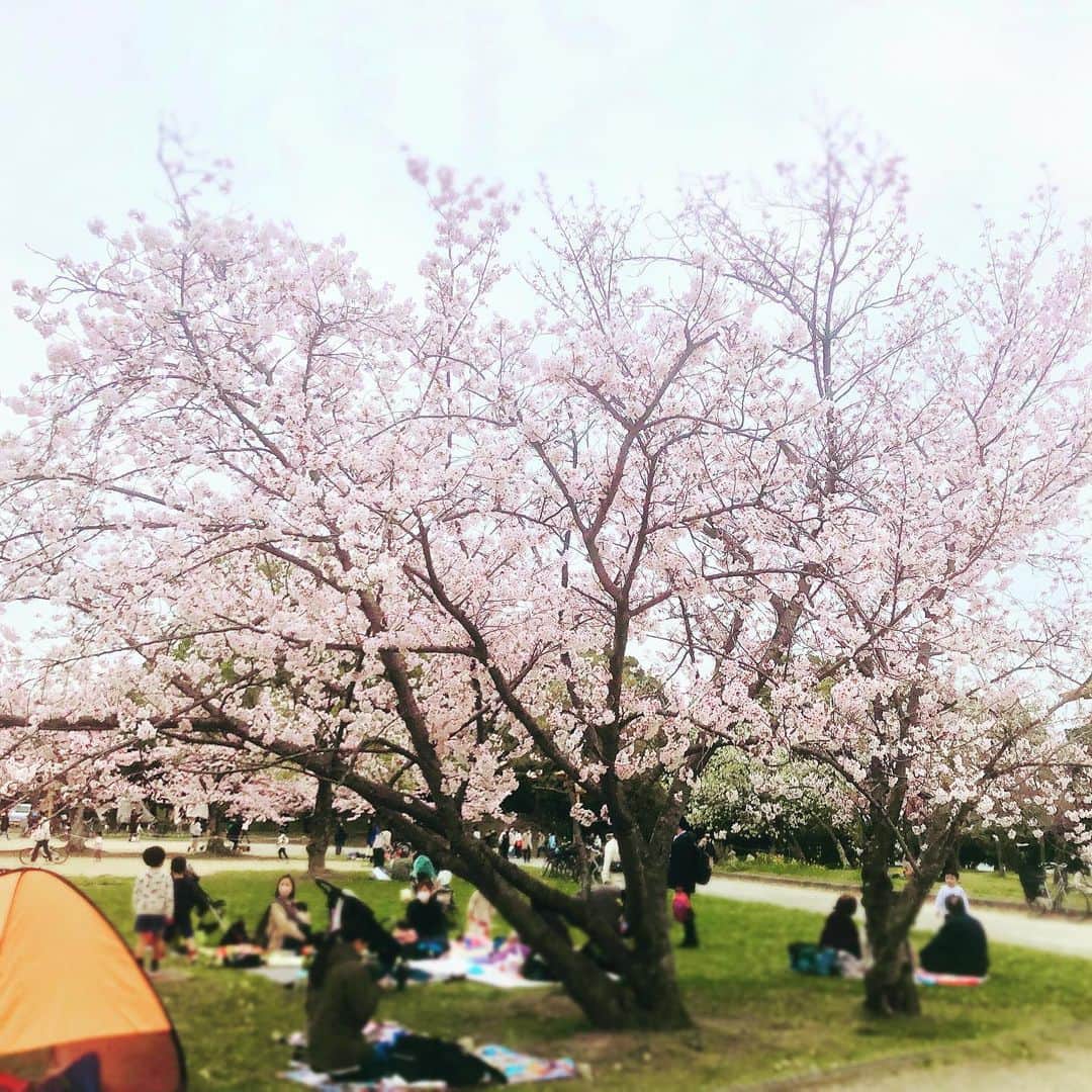 真瀬はるかのインスタグラム：「【大好きな季節🌸】  そんなわけで 春を集めに行ってまいりました✨  #癒し #1番好きな季節 #春を集める #1番好きなお花は桜 #真瀬はるか」