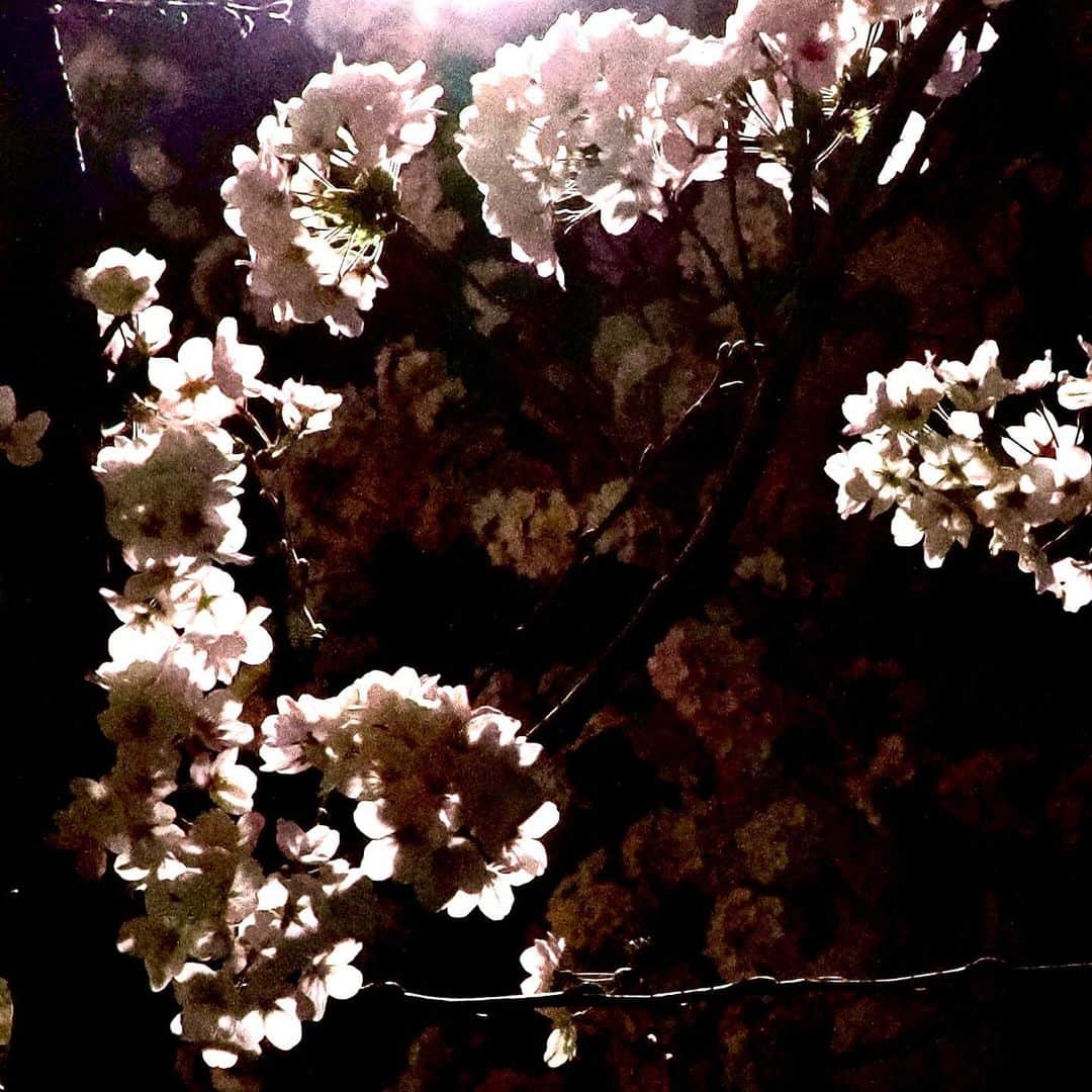 坂崎幸之助さんのインスタグラム写真 - (坂崎幸之助Instagram)「夜桜🌸  #桜 #夜桜 #サクラ #満開 #見頃 #春 #リハ帰り #OM1 #桜もリハも花粉もピーク😆🤩」3月28日 22時44分 - kohnosukesakazaki