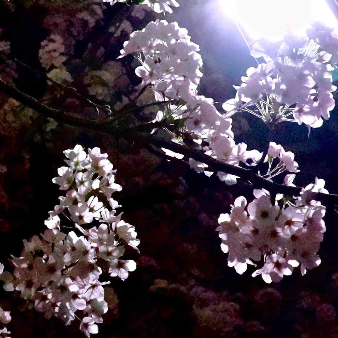 坂崎幸之助さんのインスタグラム写真 - (坂崎幸之助Instagram)「夜桜🌸  #桜 #夜桜 #サクラ #満開 #見頃 #春 #リハ帰り #OM1 #桜もリハも花粉もピーク😆🤩」3月28日 22時44分 - kohnosukesakazaki