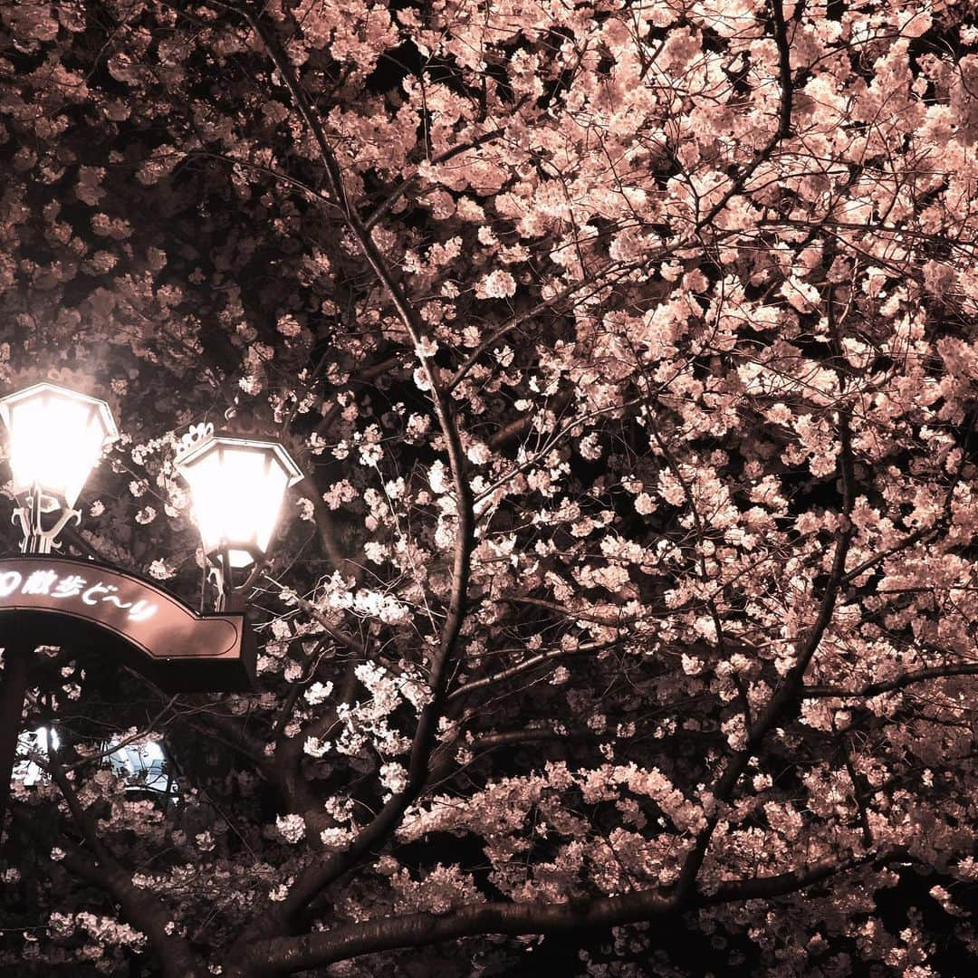 坂崎幸之助さんのインスタグラム写真 - (坂崎幸之助Instagram)「夜桜🌸  #桜 #夜桜 #サクラ #満開 #見頃 #春 #リハ帰り #OM1 #桜もリハも花粉もピーク😆🤩」3月28日 22時44分 - kohnosukesakazaki