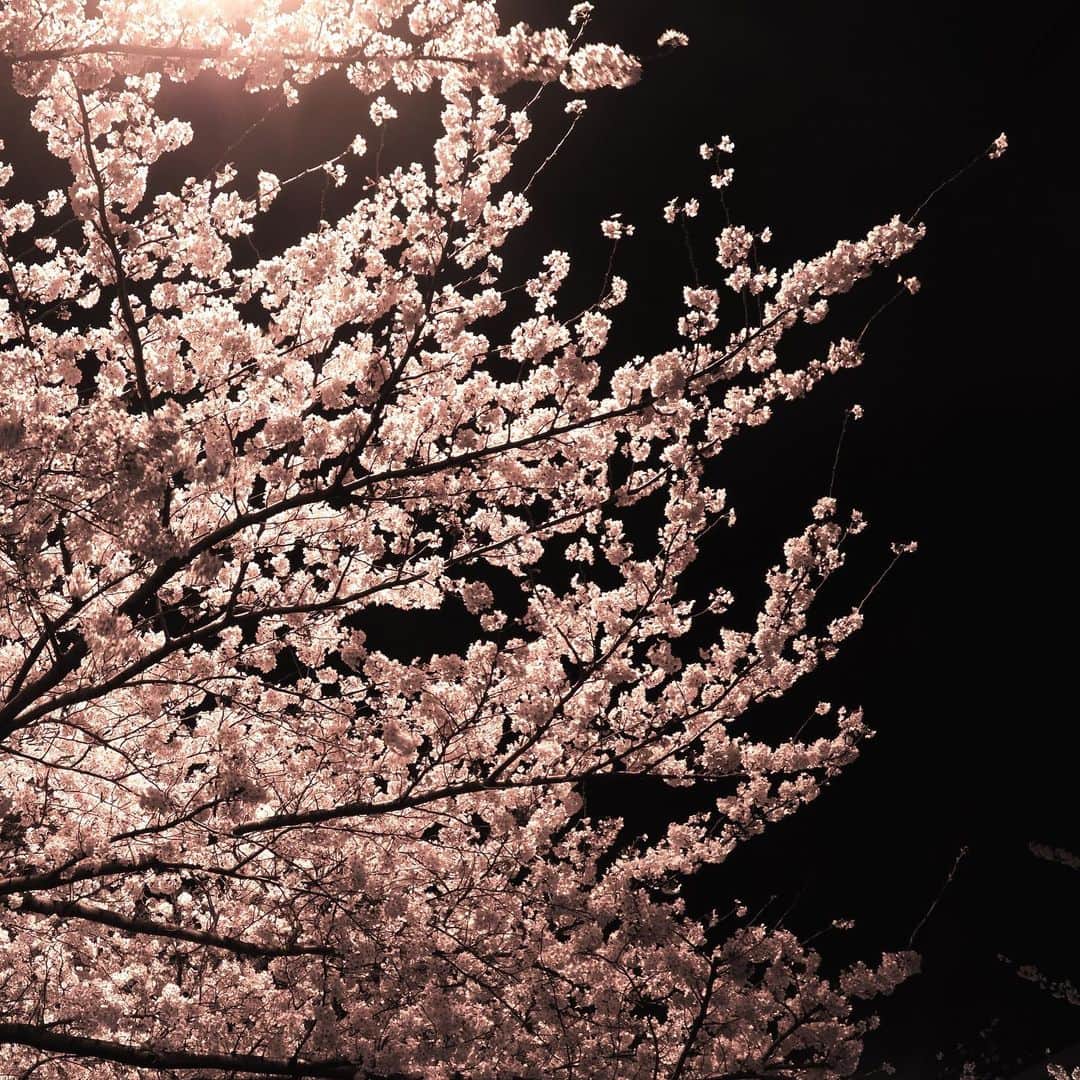 坂崎幸之助さんのインスタグラム写真 - (坂崎幸之助Instagram)「夜桜🌸  #桜 #夜桜 #サクラ #満開 #見頃 #春 #リハ帰り #OM1 #桜もリハも花粉もピーク😆🤩」3月28日 22時44分 - kohnosukesakazaki