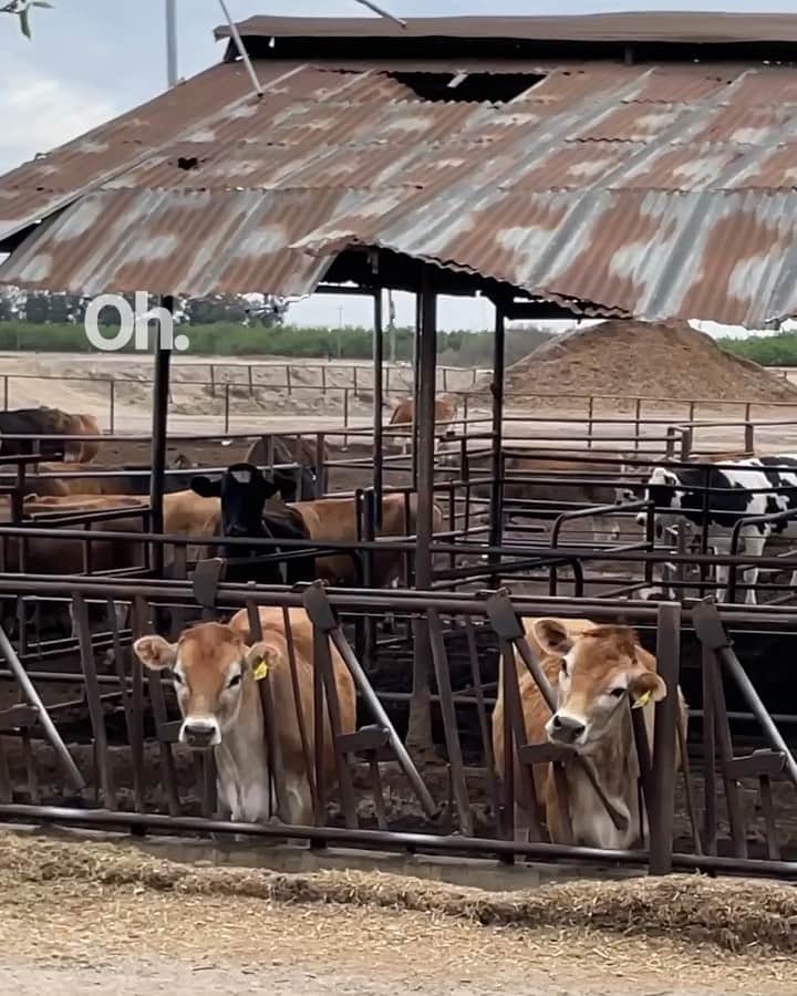 ティファニー・ヨハのインスタグラム：「The fans out here are easily a-Moo-sed 🐄🐮 “Sounds of Turlock” coming 2023 to a record store near you.」