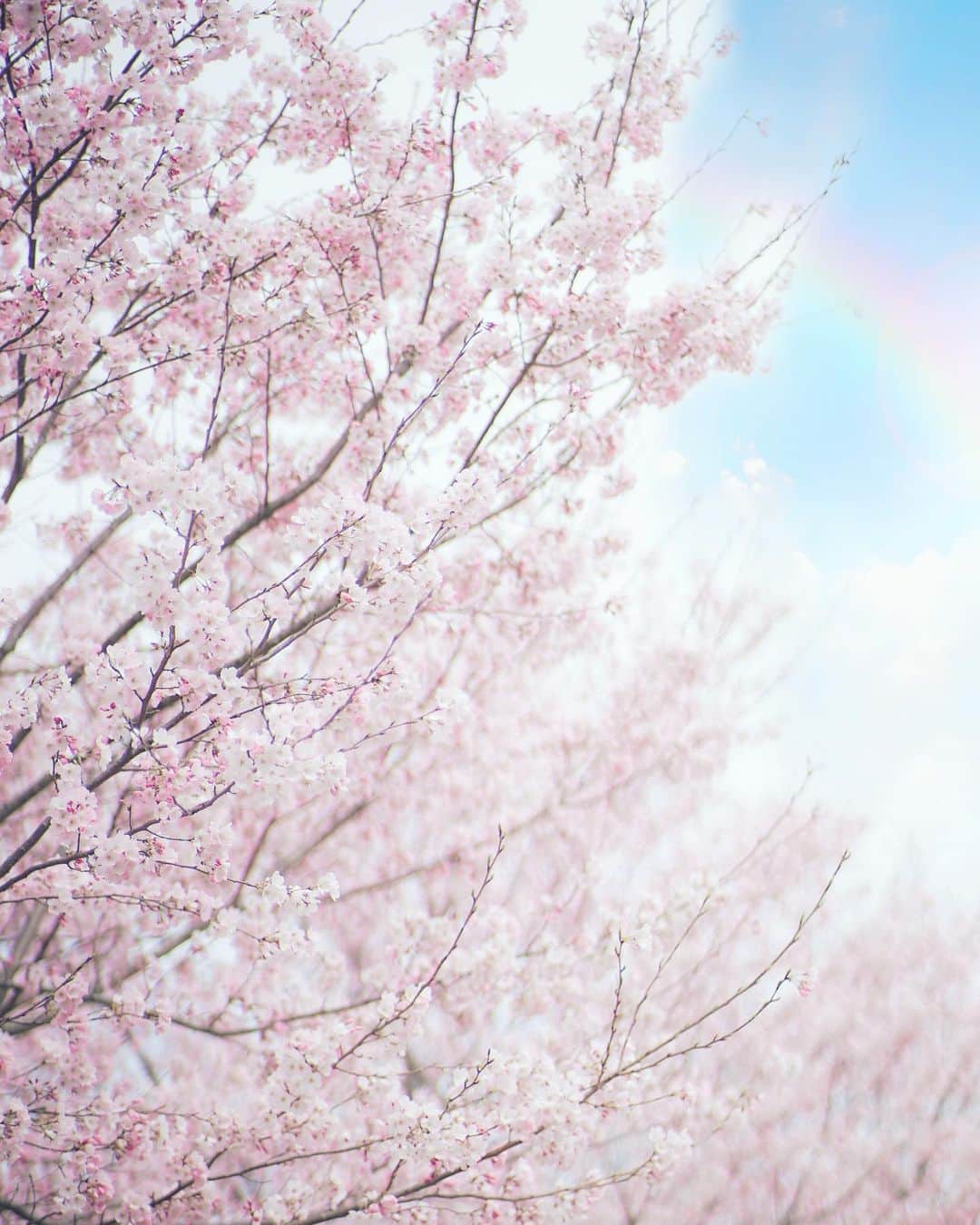 aiのインスタグラム：「雨上がりの🌸plus🌈  数ヶ月ぶりにカメラのシャッターをきりました📷😅  #sakura #さくら #桜 #cherryblossom #cherryblossoms #spring #photo」