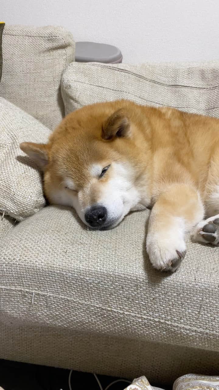 まる（まるたろう）のインスタグラム：「Good night!✨🐶💤✨早く明日にならないかな〜 #なんか久しぶりな感じがする #楽しみだにゃ #むふふふ」