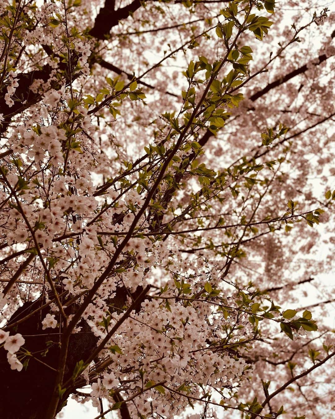 佐田真由美さんのインスタグラム写真 - (佐田真由美Instagram)「満開の🌸も素敵だけど、その後の新緑が好きで好きでたまらない。 新緑が風に吹かれてキラキラしてる時 人で良かったなぁと。 その時は母でもなく、妻でもなく、ただただの自分になってる気がします。」3月29日 10時44分 - sadamayumi