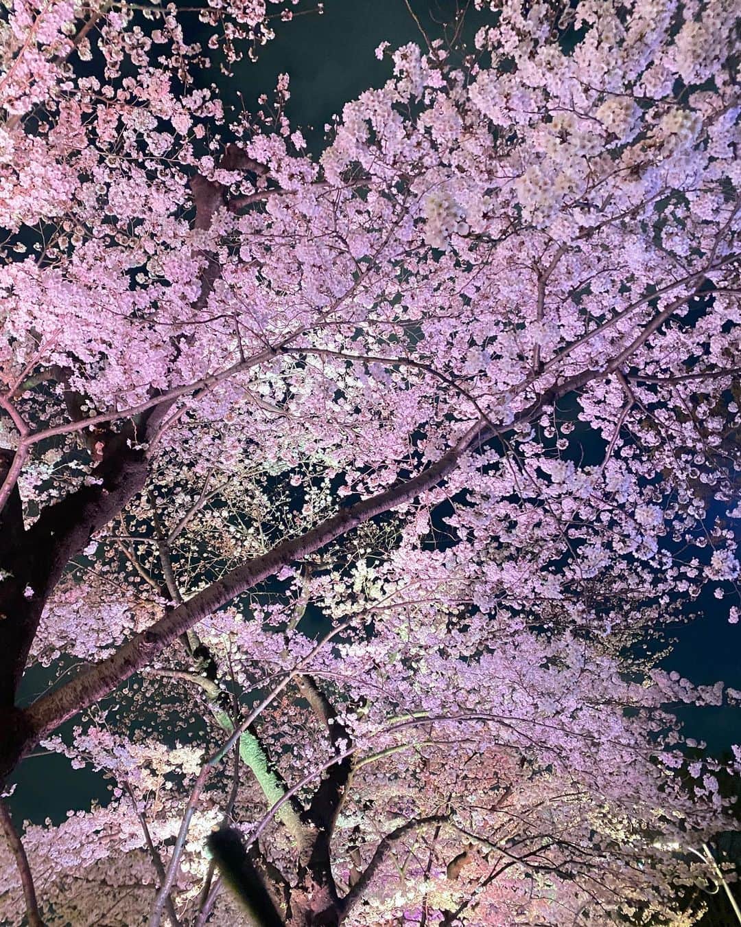 春木結宇のインスタグラム：「桜が1番好き🌸💖 小さい頃、桜子って名前が良かったなと思ったことがあったの思い出した🤣」