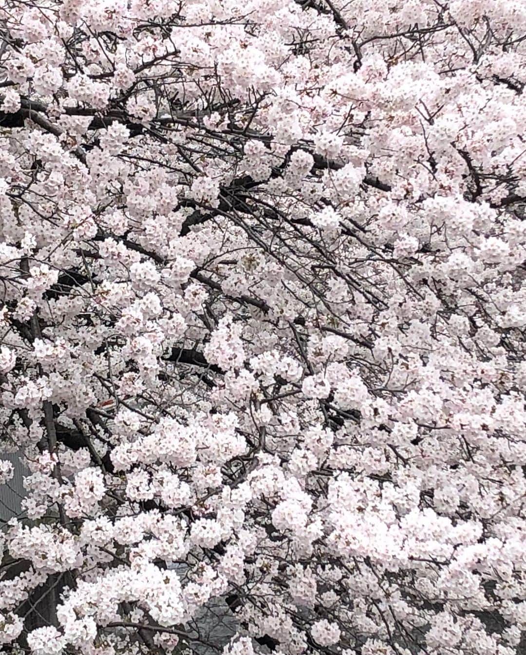 東小雪さんのインスタグラム写真 - (東小雪Instagram)「日本文化を背景にもつ人は、特に桜にはいろんな思い、思い出を持ちます。今年の桜を見る人の心がみんな穏やかでありますように。そしてまた来年も桜が見られますように🌸  #さくら #桜 #お花見 #花粉症 #桜の名所 #桜を見る会 #桜を見ながら #春 #家族」3月29日 7時32分 - koyuki_higashi