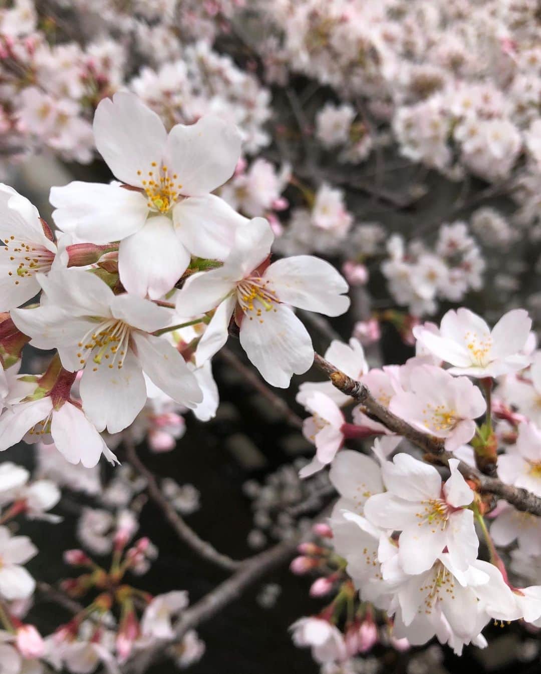 東小雪のインスタグラム：「日本文化を背景にもつ人は、特に桜にはいろんな思い、思い出を持ちます。今年の桜を見る人の心がみんな穏やかでありますように。そしてまた来年も桜が見られますように🌸  #さくら #桜 #お花見 #花粉症 #桜の名所 #桜を見る会 #桜を見ながら #春 #家族」