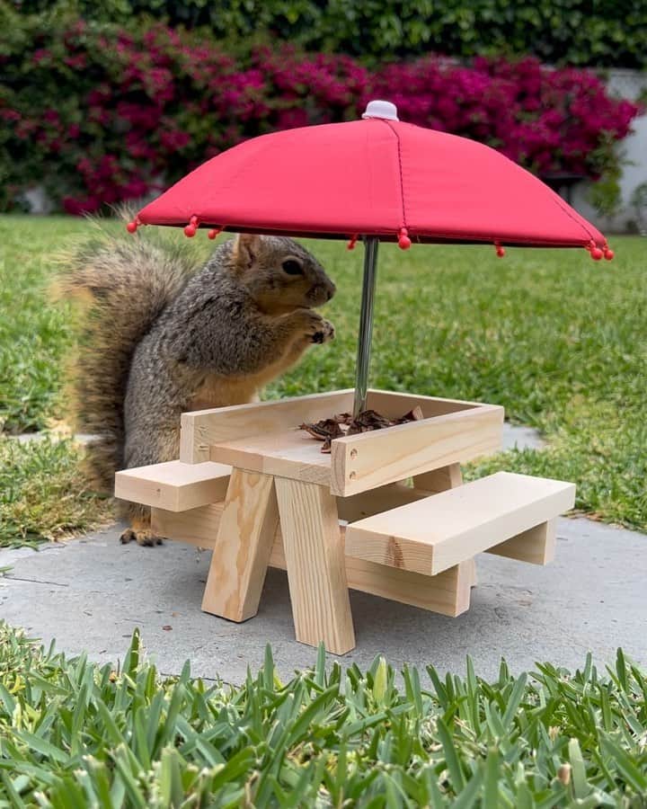 のインスタグラム：「Rainy Mondays with @earlthesquirrelofficial」