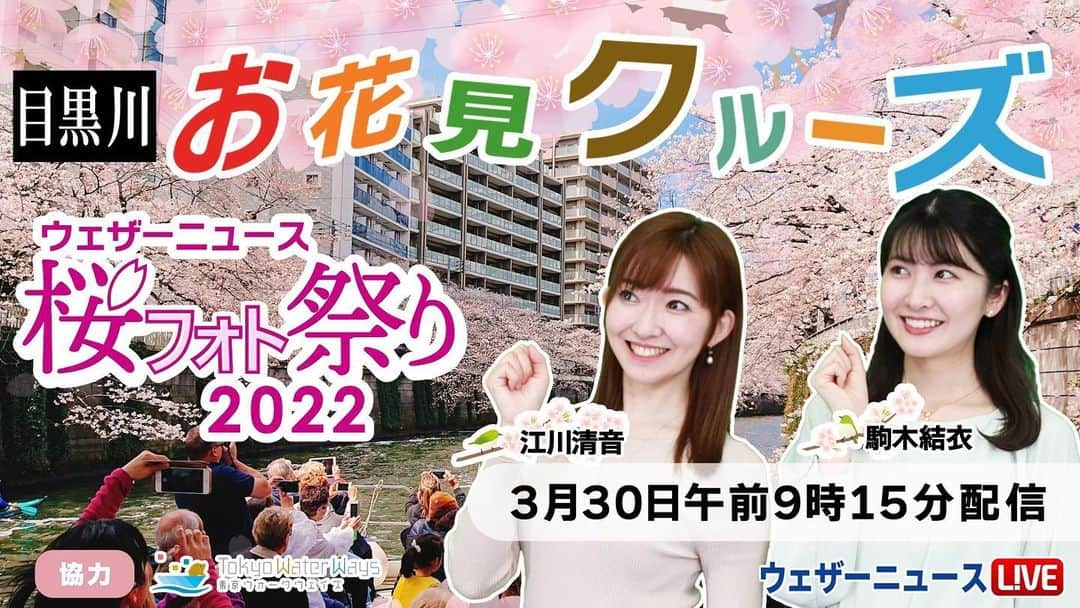 江川清音のインスタグラム：「🌸特番のお知らせ🌸 3月30日(水) 午前9時15分頃より 目黒川お花見クルーズ船の上から 桜中継をします😊🌸 ⁡ 題して 【🌸桜フォト祭り🌸@目黒川お花見クルーズ】 です！！！ 担当キャスターは #駒木結衣 #江川清音 です✨ ⁡ 今まで桜中継で全国各地、 様々な名所を回ってきました。 が！お花見クルーズ船は始めて🚢💨 しかも結衣ちゃんと一緒〜💗楽しみです☺️ ⁡ すでにYouTubeのウェザーニュースのページに 特設サイトがアップされています。 リマインダー登録してお待ちください😌🍒 ⁡ #ウェザーニュース #ウェザーニュースLiVE #桜中継 #桜 #目黒川沿いの桜 #目黒川の桜 #東京 #お花見クルーズ船 #観桜 #ウェザーニュースキャスター #お花見クルーズ #さてさて #何 #持っていこうかな #わくわく」