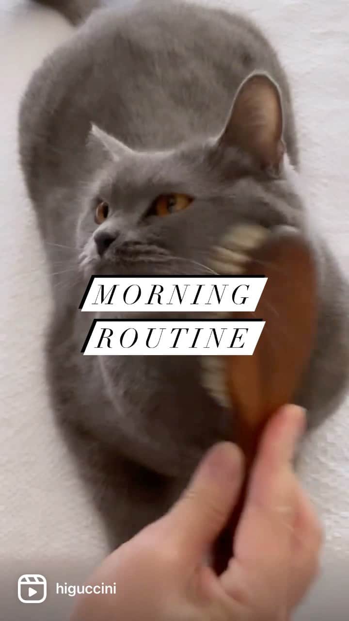 樋口正樹のインスタグラム：「morning routine . 過去の動画ですけど 可愛いので、改めて . ※テスト投稿 . #モーニングルーティン #グルーミング #ブラッシング #毛繕い #身だしなみ #ブリティッシュショートヘア #ブリショー #猫との暮らし #猫のいる生活 #猫になりたい #猫動画 #ボナさん動画 #catsofinstagram #morningroutine #brushing #britishshorthair #grooming」