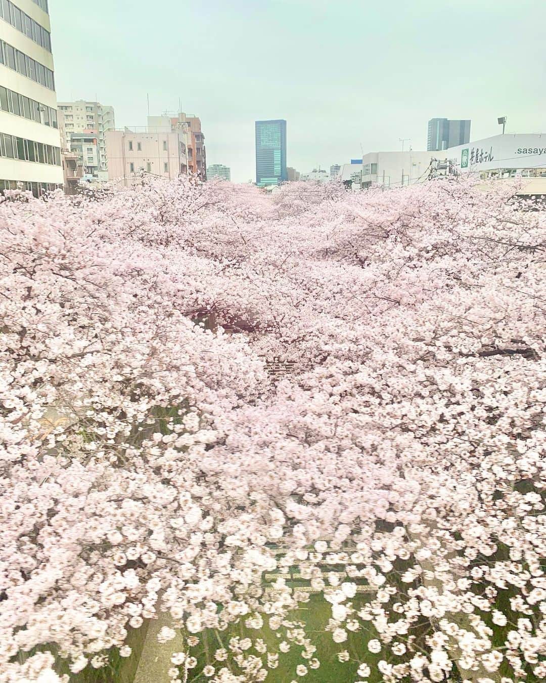 坂本美雨のインスタグラム：「中目黒の桜も満開。 電車から見下ろす一瞬がいちばんきれい！と毎年この時期は電車のこっち側の窓を死守。」