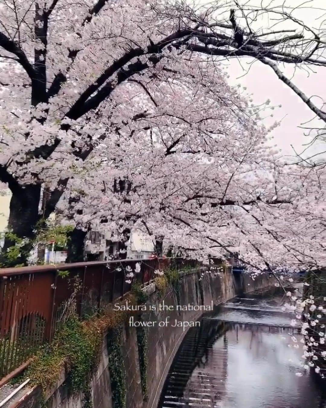 ABBYのインスタグラム：「🌸 . #中目黒 #目黒川 #目黒川の桜 #桜 #sakura #morning #cafe #coffee #morningroutine」