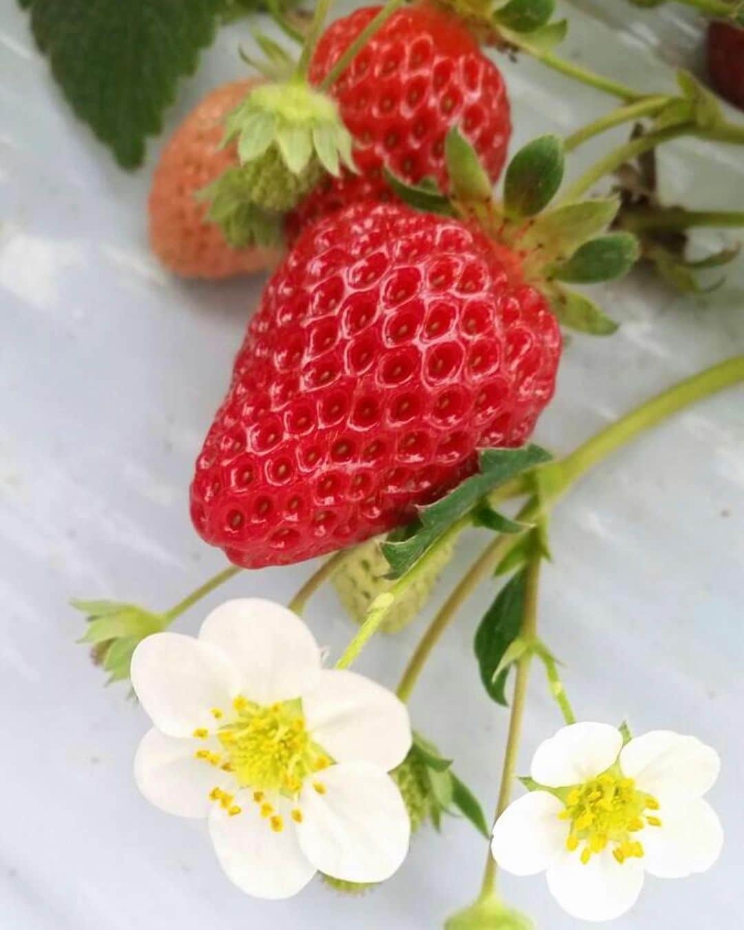 のインスタグラム：「なんと可憐な 苺の花よ✨ 両親の故郷、和歌山へロケに行った際、父とイチゴ狩り🍓素敵な思い出  #tbt #tb #思い出 #写真 #throwback #love #家族写真 #家族 #family #旅の思い出 #家族旅行 #旅 #国内旅行 #travel #beautiful  #memory #traveling #実は  #和歌山 #フルーツ大使 #wakayama #苺🍓 #まりひめ #strawberry #xoxo  #travelphoto #traveller  #happytime  #smile #fun」