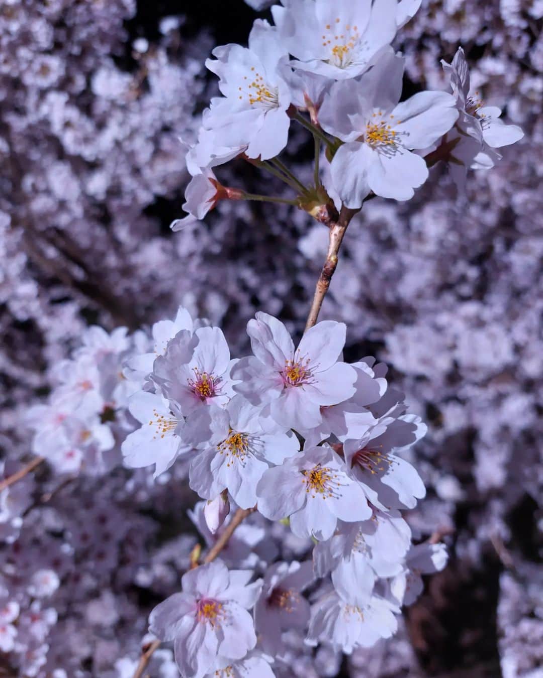 丸本凛のインスタグラム：「#桜#精神美#優雅な女性#花言葉#幸せの色#cherryblossom#sakura#夜桜#春爛漫#日本」