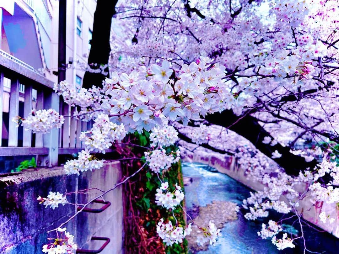 千秘零禾さんのインスタグラム写真 - (千秘零禾Instagram)「動画のストックがどんどん増えていく事が嬉しい…😭今まではこんなに作る事が出来なかったから、もっともっと頑張ろうと思う事ができました✨✨  昨日は少しリフレッシュも大切だなあと思ったので、ひとりで桜を見に行きました🌸  ちょうど見所な時期だったみたいだったので、行って本当によかったです✨✨  昨日桜の花びらを見ながら一緒にライヴもお届けしたのですが、見てくださった方全員にお届けしているメッセージなので、よかったら是非聴いてみてください＊  タイムスタンプつかなくてごめんなさい😢  これからも色々試行錯誤して、頑張りたいと思っております✨✨  #占い #占い師 #タロット占い #占い好きな人と繋がりたい #桜」3月29日 19時54分 - senpiliy