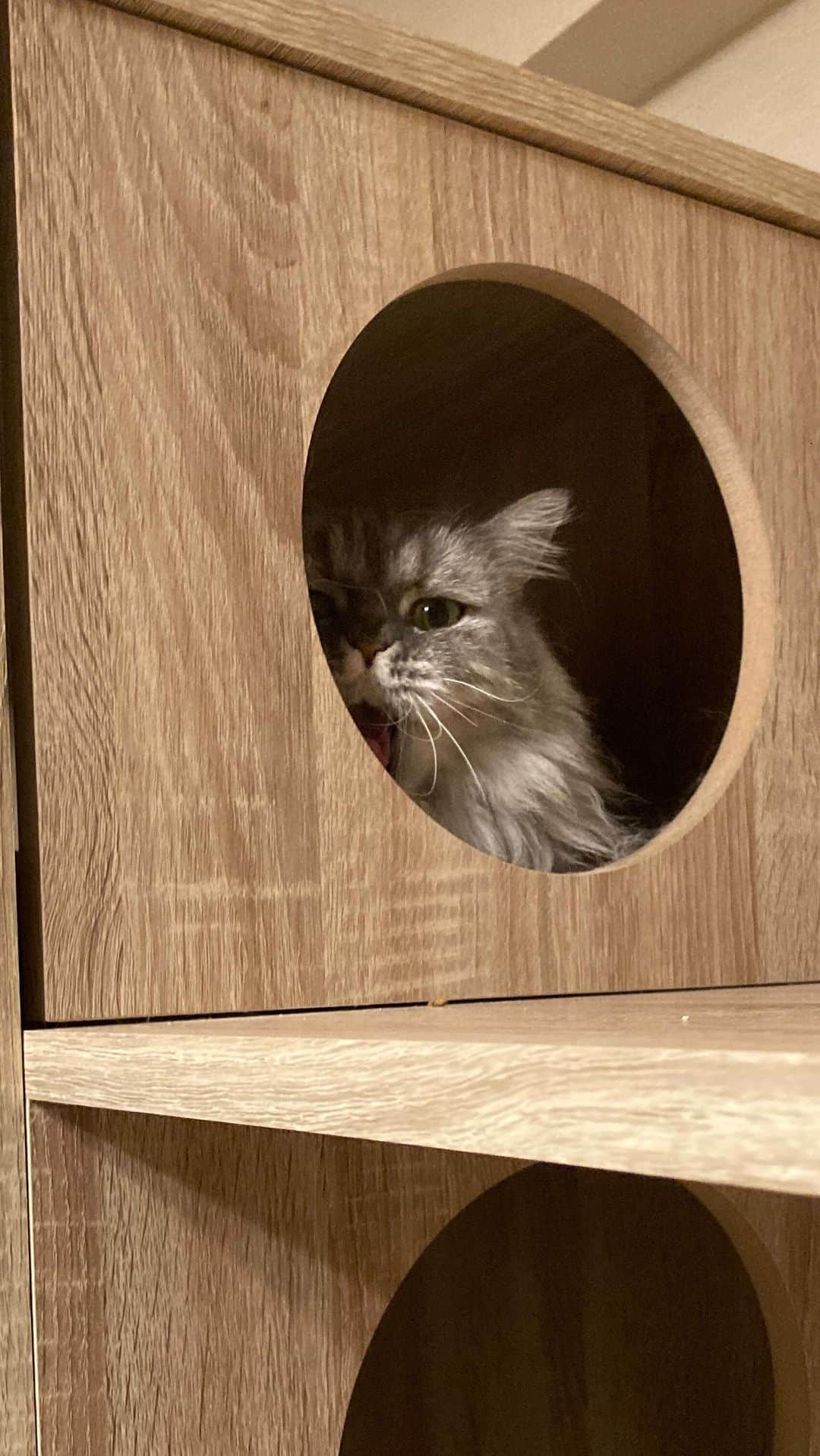 藤原ゆかのインスタグラム：「猫vsとんがりコーンの箱🍿🐈 #munchkin」