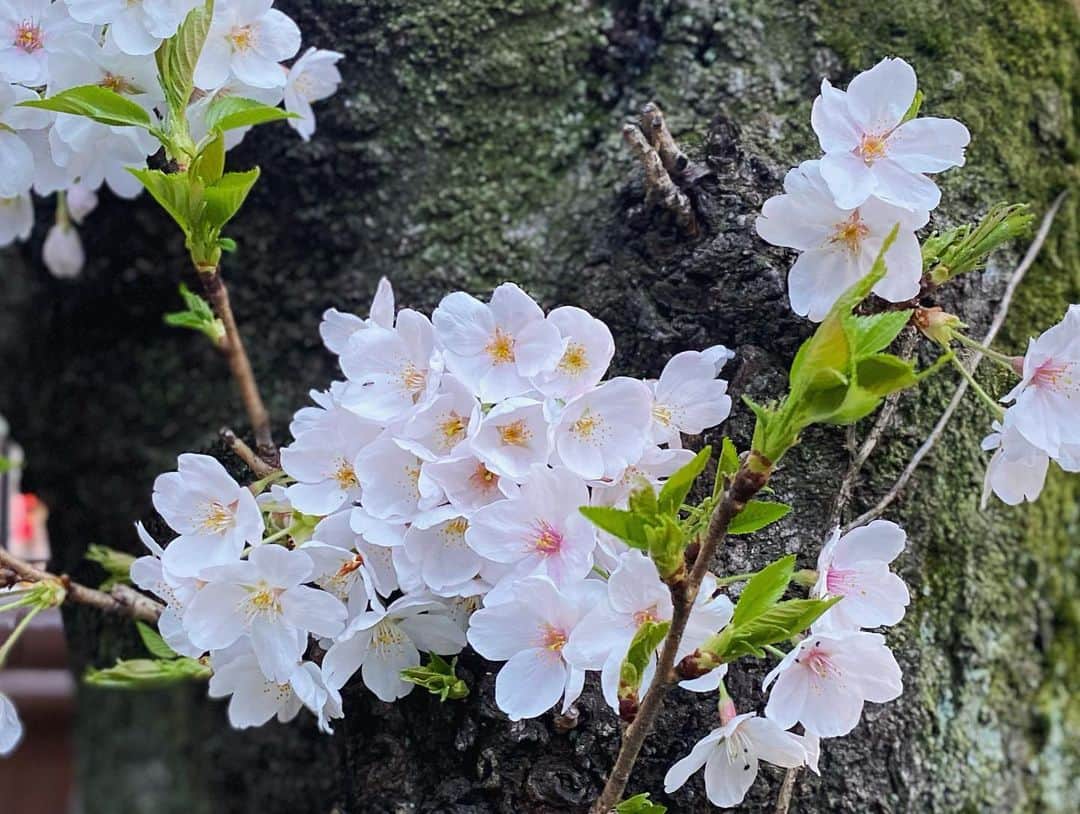 我謝レイラニのインスタグラム：「満開の桜🌸見れたよ⁎ˇ◡︎ˇ⁎ 数日前の代官山はまだまだって感じだったのに‥中目黒はいい感じの咲き具合♡ っと思ってたら〜近所の桜たちもいい感じに満開でした◡̈⃝︎ 今週いっぱいは桜もちそうだから今のうちに春をいっぱい感じたいな🌸🌸🌸」