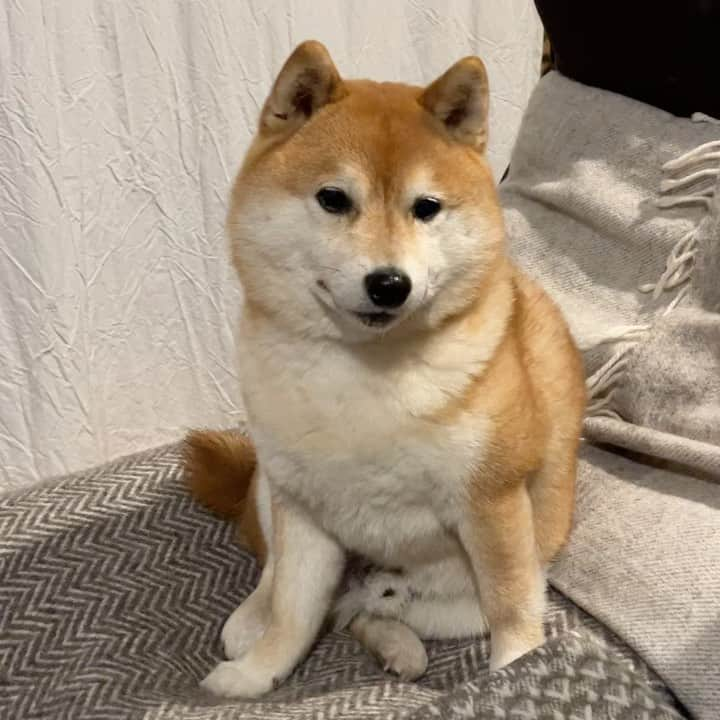 豆柴つむじくんのインスタグラム：「つむじの夕べ #豆柴 #柴犬 #시바견 #shiba #shibainu #shibastagram #shibalove #shibadog #つむじ #ここ柴部 #座ってるだけ」