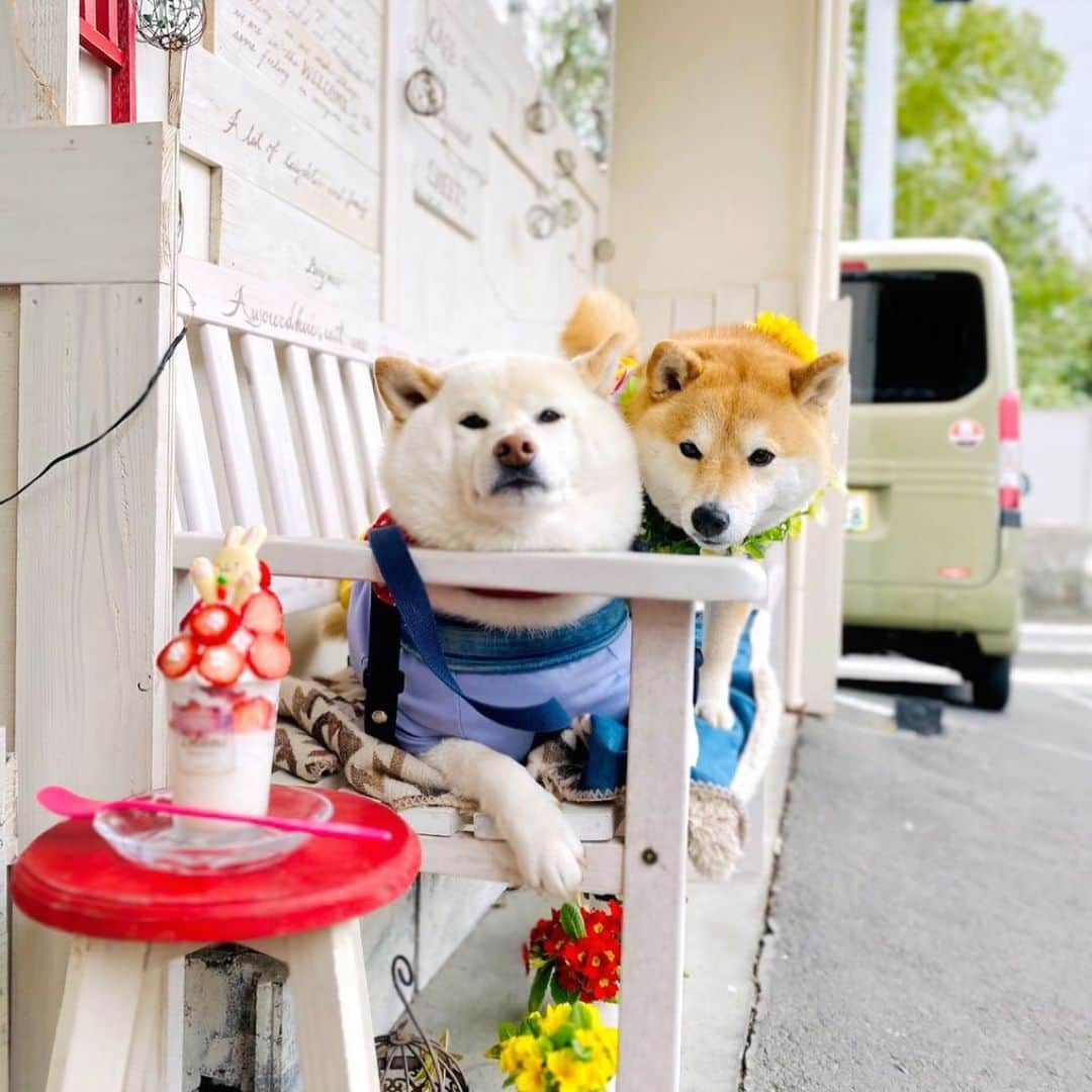 柴犬小雨さんのインスタグラム写真 - (柴犬小雨Instagram)「・ ごんちゃんねてるから こさめうごけない うごいたらおきちゃう~ ・ あ、でも おててしびれてきた... ・ ・ ・ ※1枚目は動画です笑 ・ ・ 今日は火曜日! ごんちゃん @gonta.h と朝んぽの日ー🐕🎶 ・ 陽光桜を見ながらお散歩したよ🌸 その後は @caferestmars さんでランチ🍽 デザートが可愛すぎて食べるのもったいなかった🐰🍓 ...けど、もちろん完食🤣💕 お腹パンパンになりました😋 ごん太ママ、素敵なお店に連れて行ってくれてありがとう~🚙🙇‍♀️ ・ ・ 新しい出会いや懐かしい再会もあり、素敵な1日でした🍀 ・ ・ ・ #shiba_snap #shibamania #petstagram #dog  #shibadog #petstagram #pet #shiba #shibainu #shibaaaaainu #shibastagram #pecoいぬ部 #dogstagram #子犬#仔犬#狗 #犬のいる暮らし #犬のいる生活 #こいぬ#いぬのきもち #豆柴#まめしば#しばいぬ #9gag #しばけん #ペット#小狗#柴犬#犬#柴犬小雨#シバイヌ」3月29日 20時44分 - fuji_jun1205