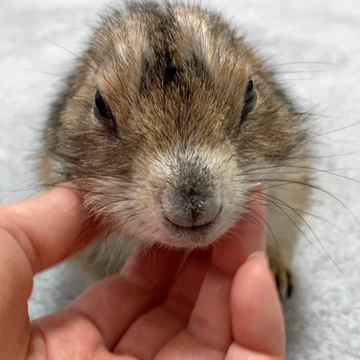 cocoのインスタグラム：「お誕生日のお祝いメッセージありがとうございました💝🐻 今日も楽しく元気に過ごしています☺️ #Sobaちゃん」