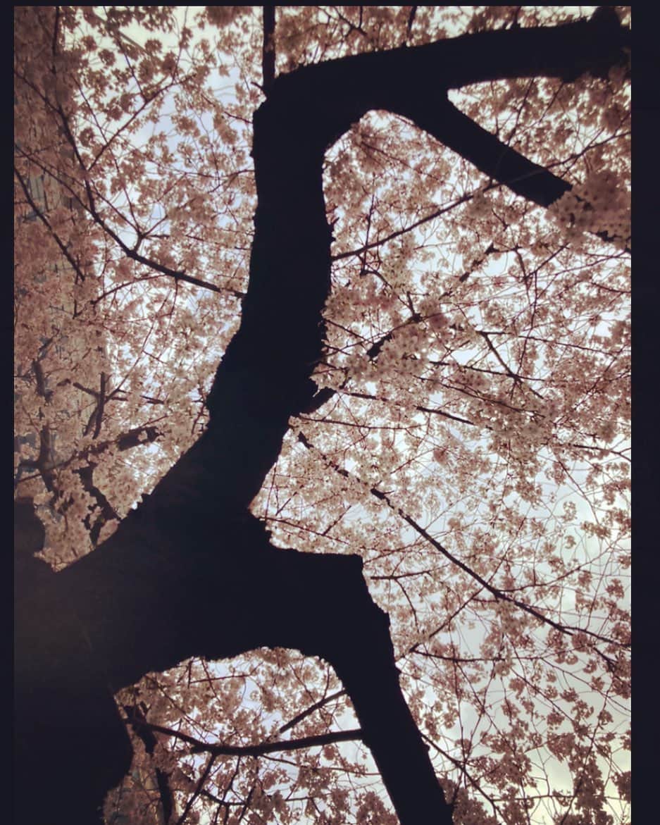 阿部顕嵐さんのインスタグラム写真 - (阿部顕嵐Instagram)「桜」3月29日 14時14分 - alanabe_official