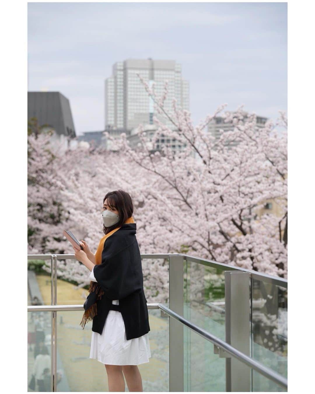 吉竹史のインスタグラム：「日本は今、桜が満開🌸🇯🇵  #さくら　#桜　#sakura」