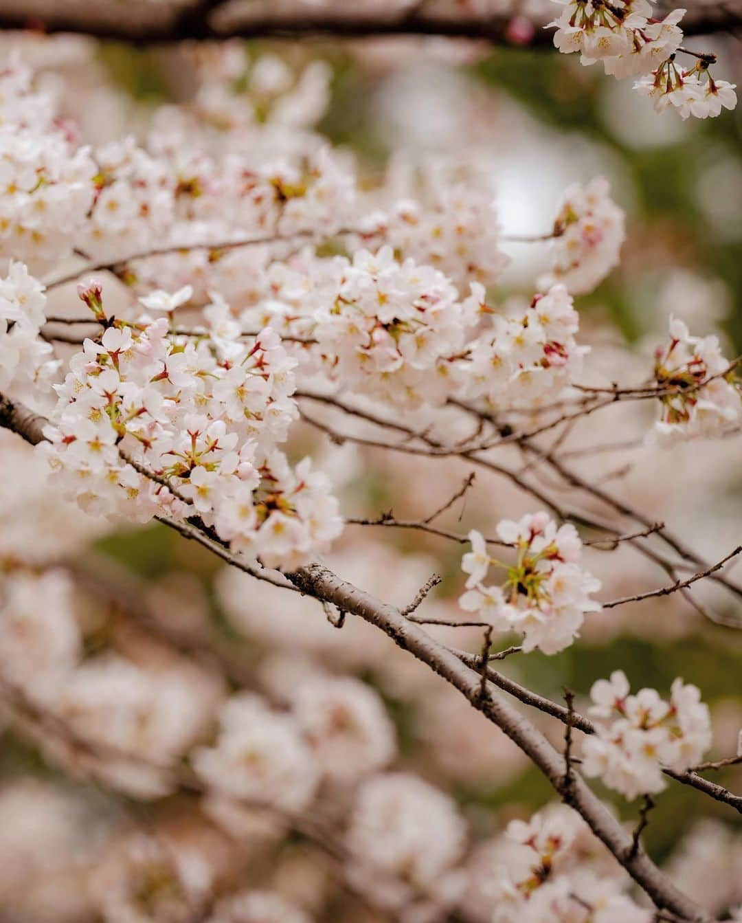 佐野真彩さんのインスタグラム写真 - (佐野真彩Instagram)「桜の名所 #上野恩賜公園  へ🌸 初めて行きましたがとっても綺麗でした☺️🌸✨みなさんはもう桜を愛でましたか？  今日はスタジオ21TODAY ニュース担当日です。 いってきます✊  #桜2022 #上野公園」3月29日 14時50分 - sano.maya