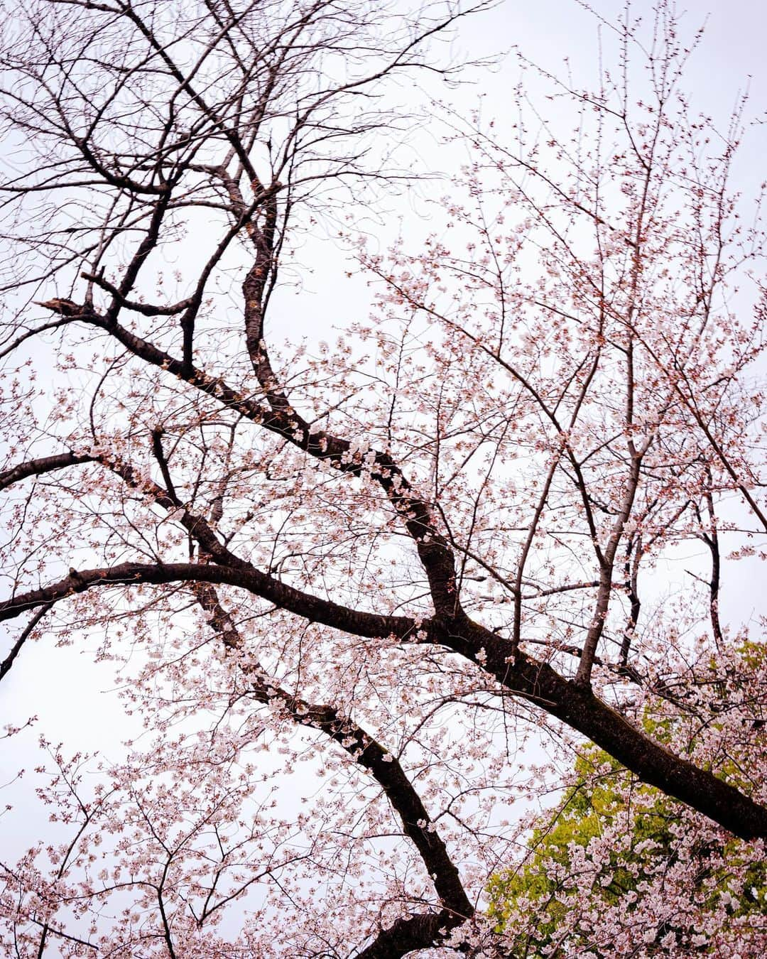 佐野真彩さんのインスタグラム写真 - (佐野真彩Instagram)「桜の名所 #上野恩賜公園  へ🌸 初めて行きましたがとっても綺麗でした☺️🌸✨みなさんはもう桜を愛でましたか？  今日はスタジオ21TODAY ニュース担当日です。 いってきます✊  #桜2022 #上野公園」3月29日 14時50分 - sano.maya