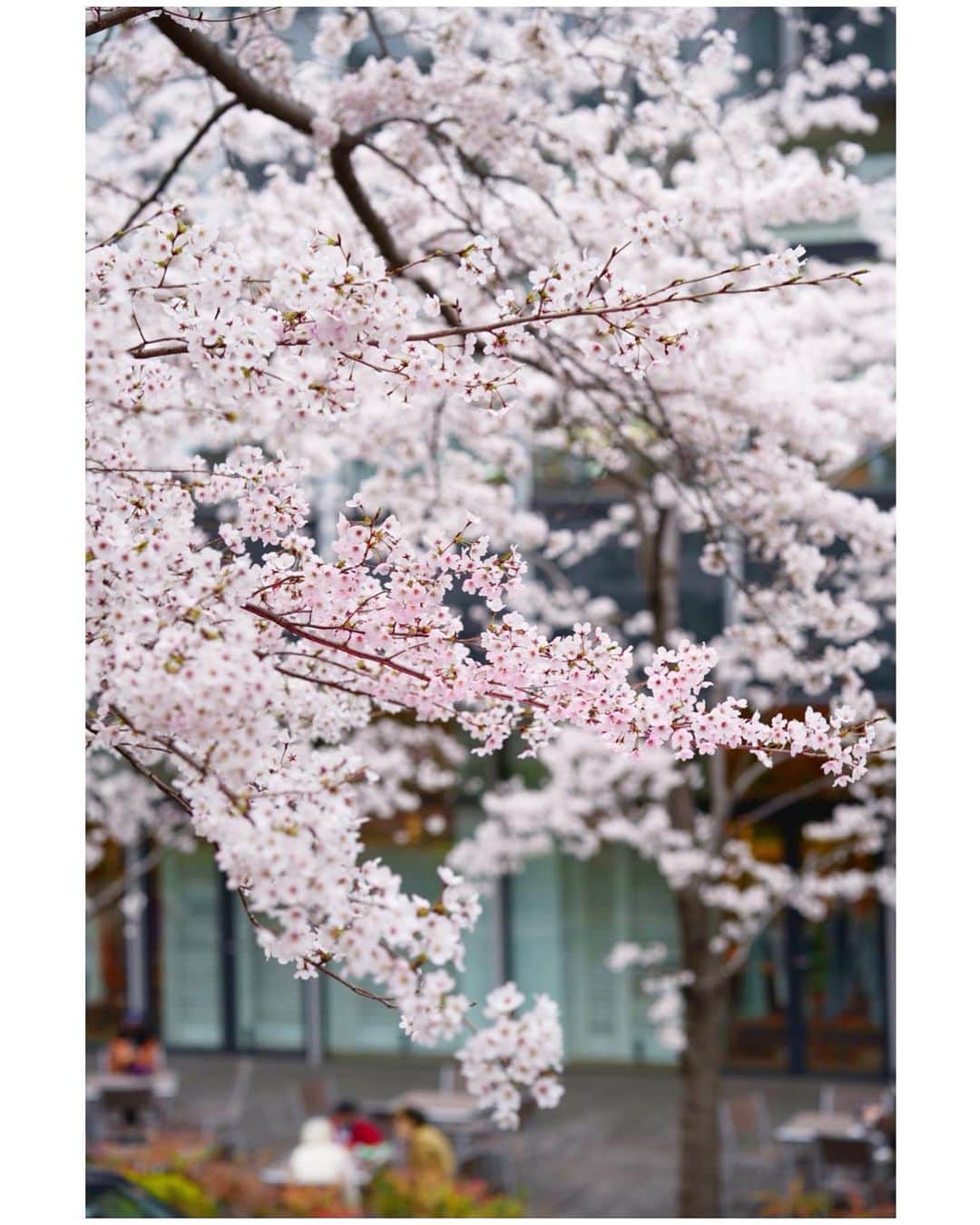 のインスタグラム：「🌸🌸🌸 頑張った子には、必ず春が来るのだ🌸  私にはまだ来てない、なんて思う必要はなく、今はまだその時じゃないだけ。  #おめでとう」