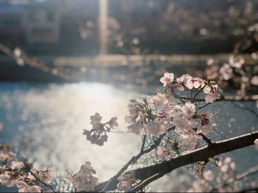渡辺早織さんのインスタグラム写真 - (渡辺早織Instagram)「朝日新聞デジタル&M 『渡辺早織の思い出ちょっぴり、つまみぐい。』 執筆記事が公開されました。  桜が咲くと思い出す、 卒業式の日の少しほろ苦いお話です😌  それにしても 桜味の食べ物が私とても大好きでして この季節は桜味を見かけると ついつい手を伸ばしてしまいます😍🌸  みなさん春のかかせない食べ物って ありますか？😋🍡🍰🍓  感想、いいね&Mのサイトの方でも お待ちしております☺️  ぜひご一読ください🌸 記事のリンクはストーリーに貼ります。  #andm #朝日新聞デジタル  #思い出ちょっぴりつまみぐい」3月29日 21時11分 - _watanabesaori_