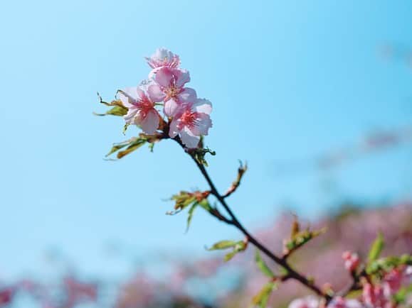 渡辺早織さんのインスタグラム写真 - (渡辺早織Instagram)「朝日新聞デジタル&M 『渡辺早織の思い出ちょっぴり、つまみぐい。』 執筆記事が公開されました。  桜が咲くと思い出す、 卒業式の日の少しほろ苦いお話です😌  それにしても 桜味の食べ物が私とても大好きでして この季節は桜味を見かけると ついつい手を伸ばしてしまいます😍🌸  みなさん春のかかせない食べ物って ありますか？😋🍡🍰🍓  感想、いいね&Mのサイトの方でも お待ちしております☺️  ぜひご一読ください🌸 記事のリンクはストーリーに貼ります。  #andm #朝日新聞デジタル  #思い出ちょっぴりつまみぐい」3月29日 21時11分 - _watanabesaori_
